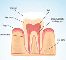 tooth structure for magnetic therapy treatment for toothache