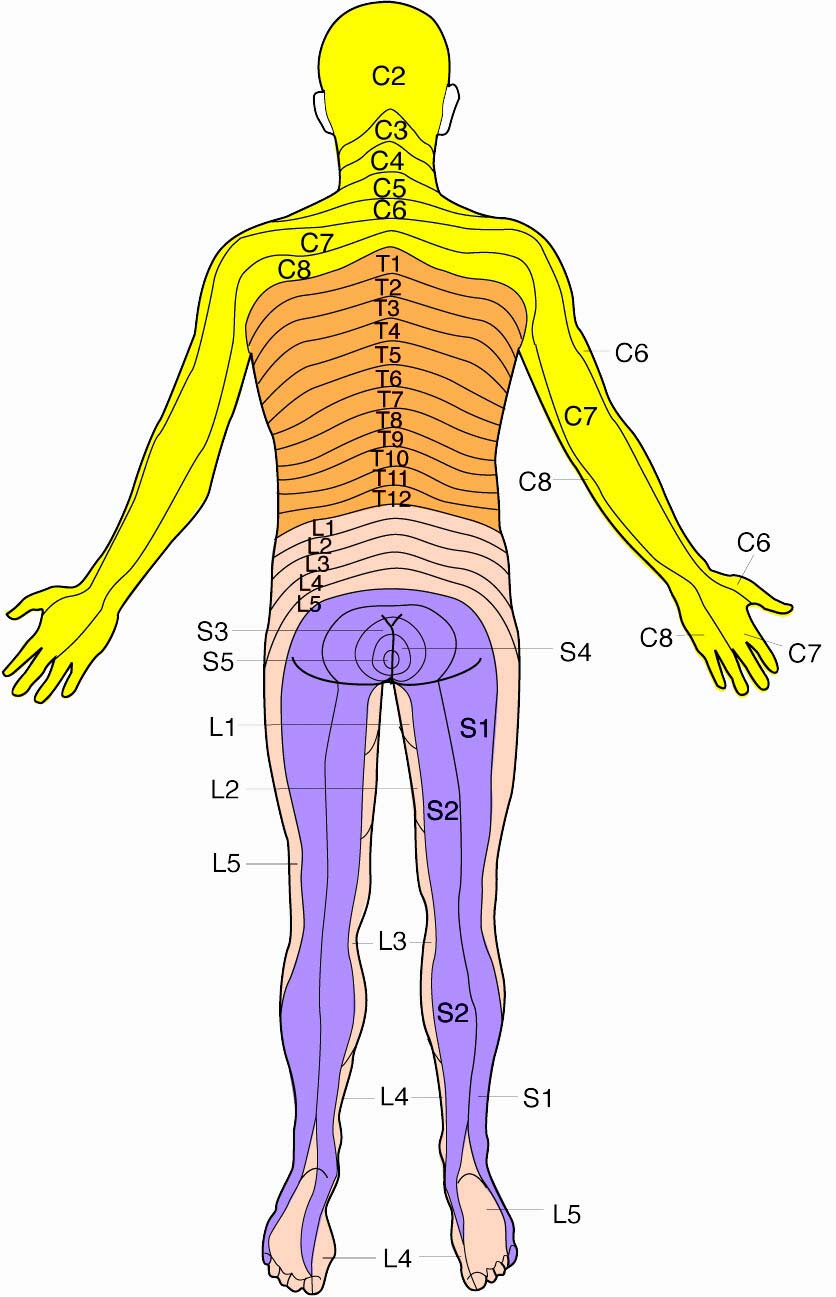 Nerve Dermatome Map Nerve Dermatome Map