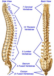 Image showing spinal levels of the spine