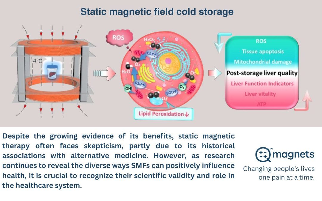 How Static Magnetic Fields Are Shaping the Future of Organ Preservation