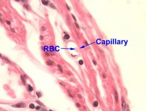 Capillary Blood Flow