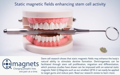Static magnetic fields enhancing stem cell activity